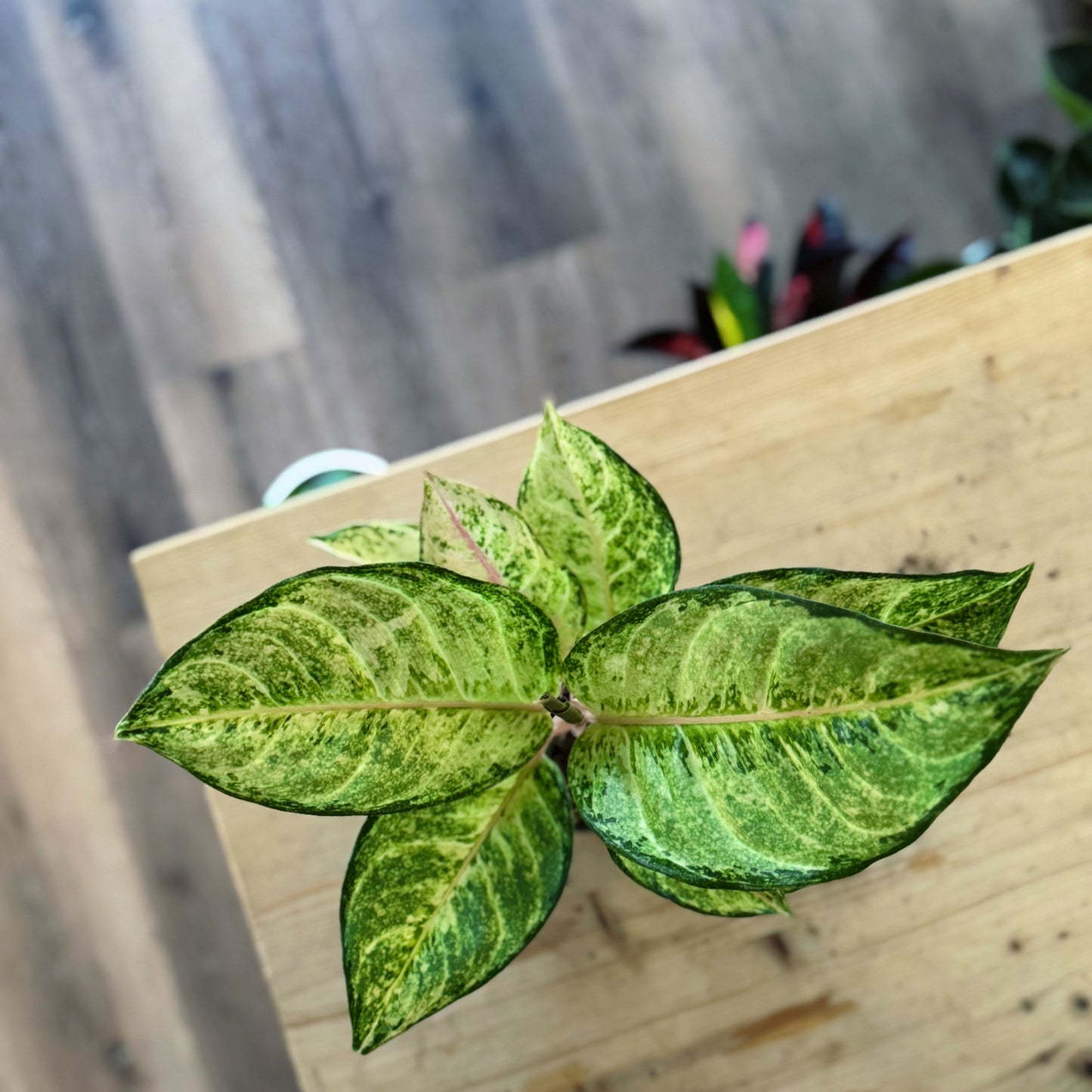 Aglaonema 'Corn Silk' | Kolbenfaden