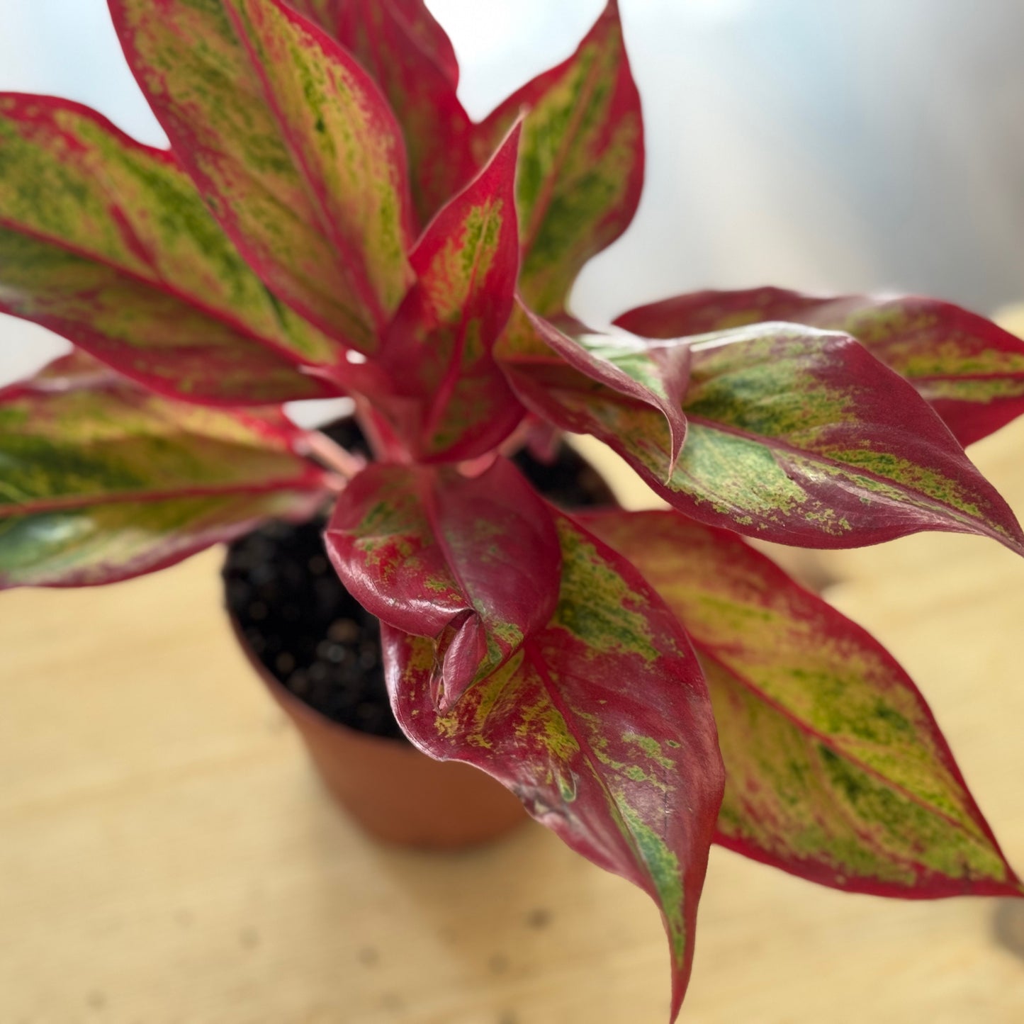 Aglaonema 'Crete Flame' | Kolbenfaden