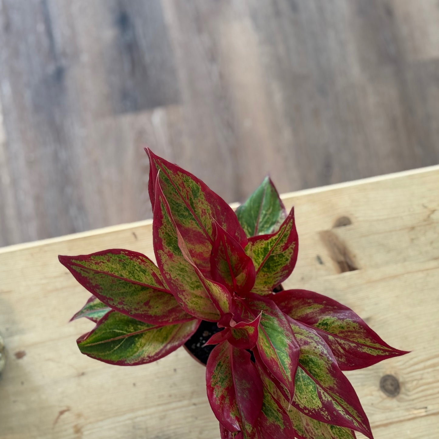 Aglaonema 'Crete Flame' | Kolbenfaden