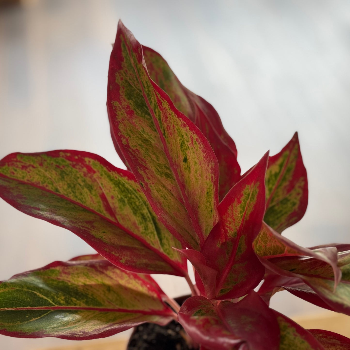 Aglaonema 'Crete Flame' | Kolbenfaden