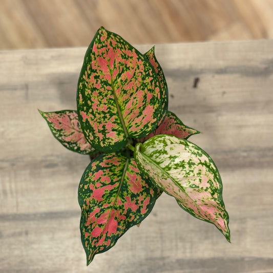 Aglaonema 'Crimson Love' | Kolbenfaden