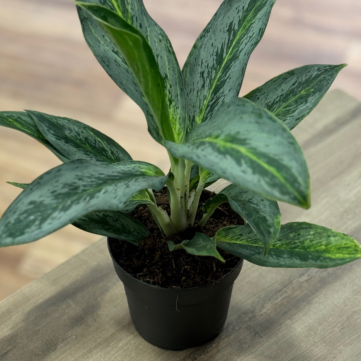Aglaonema 'Emerald Stone' | Kolbenfaden