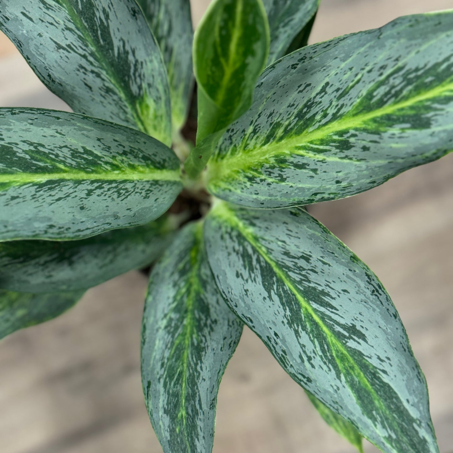 Aglaonema 'Emerald Stone' | Kolbenfaden