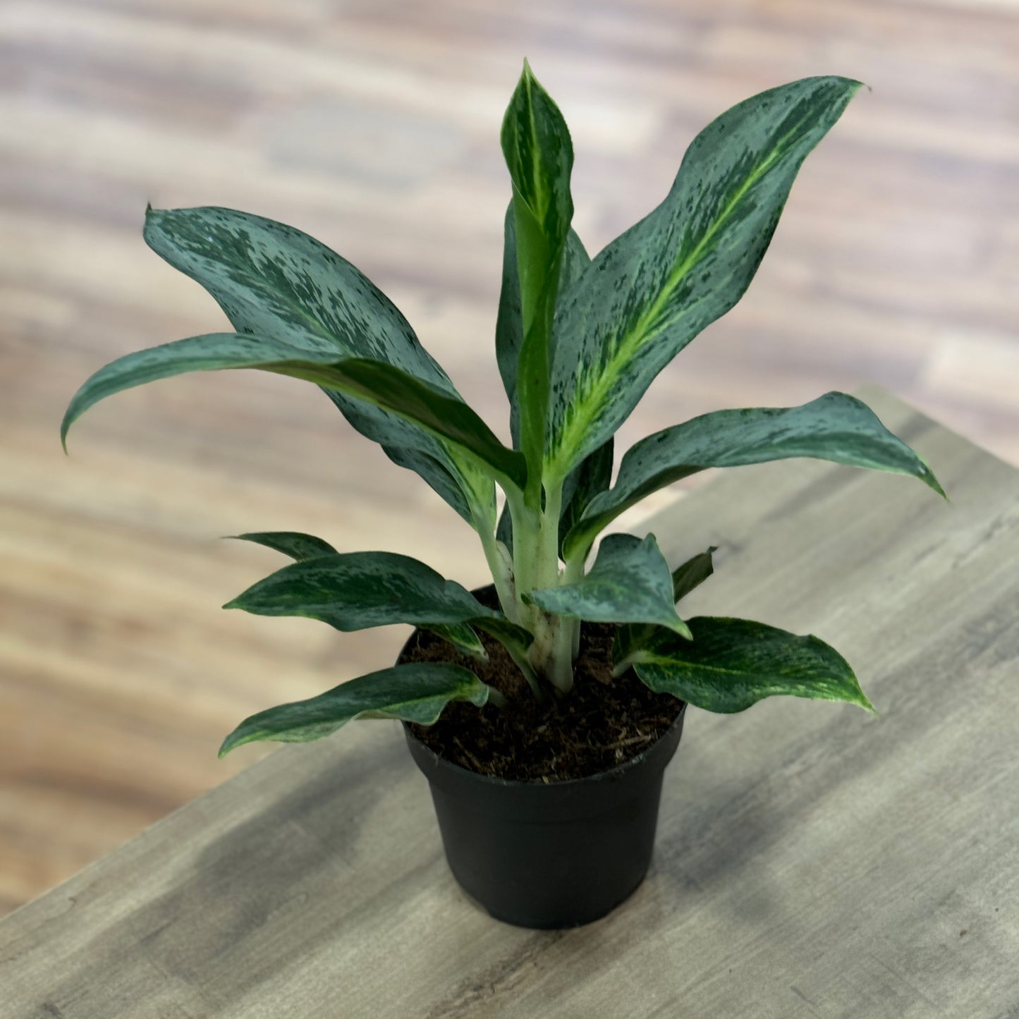 Aglaonema 'Emerald Stone' | Kolbenfaden