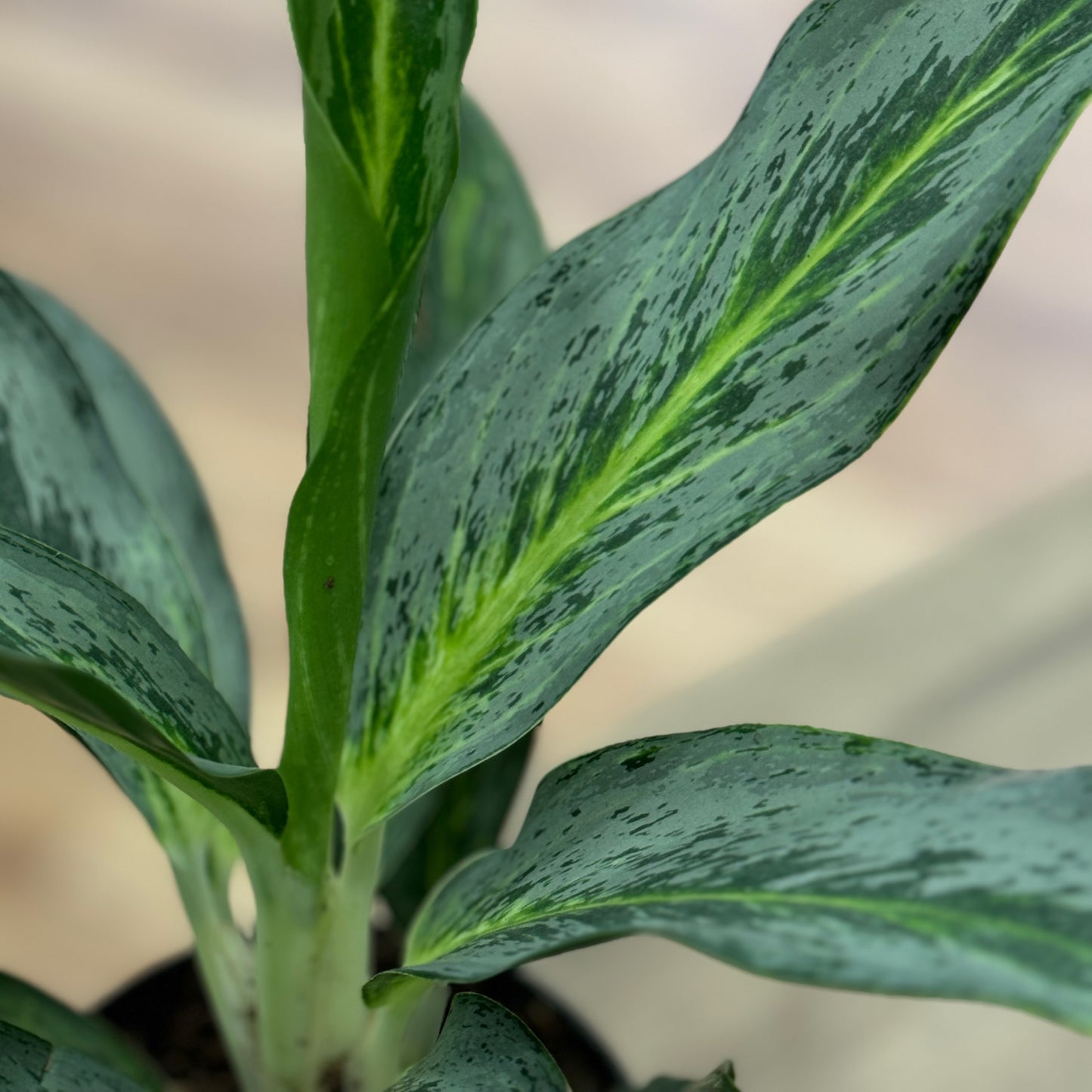 Aglaonema 'Emerald Stone' | Kolbenfaden