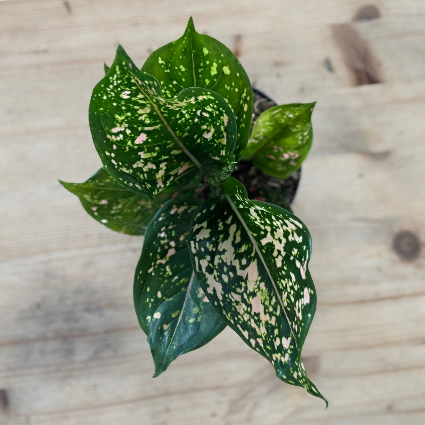 Aglaonema 'Pink Leopard' | Kolbenfaden