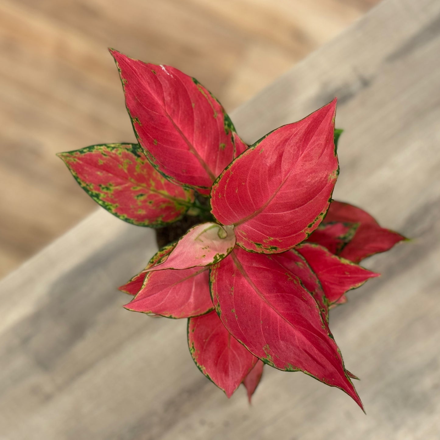 Aglaonema 'Red Joy' | Kolbenfaden