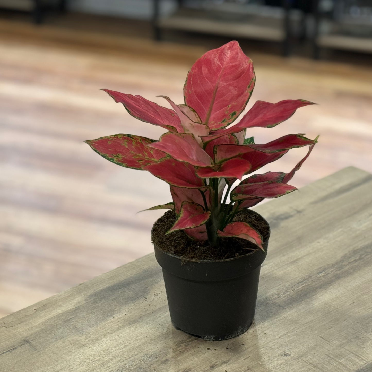 Aglaonema 'Red Joy' | Kolbenfaden
