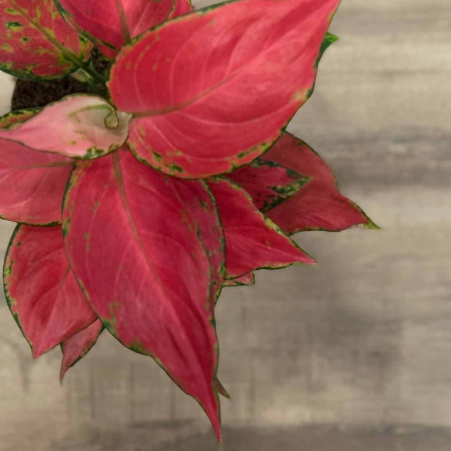 Aglaonema 'Red Joy' | Kolbenfaden