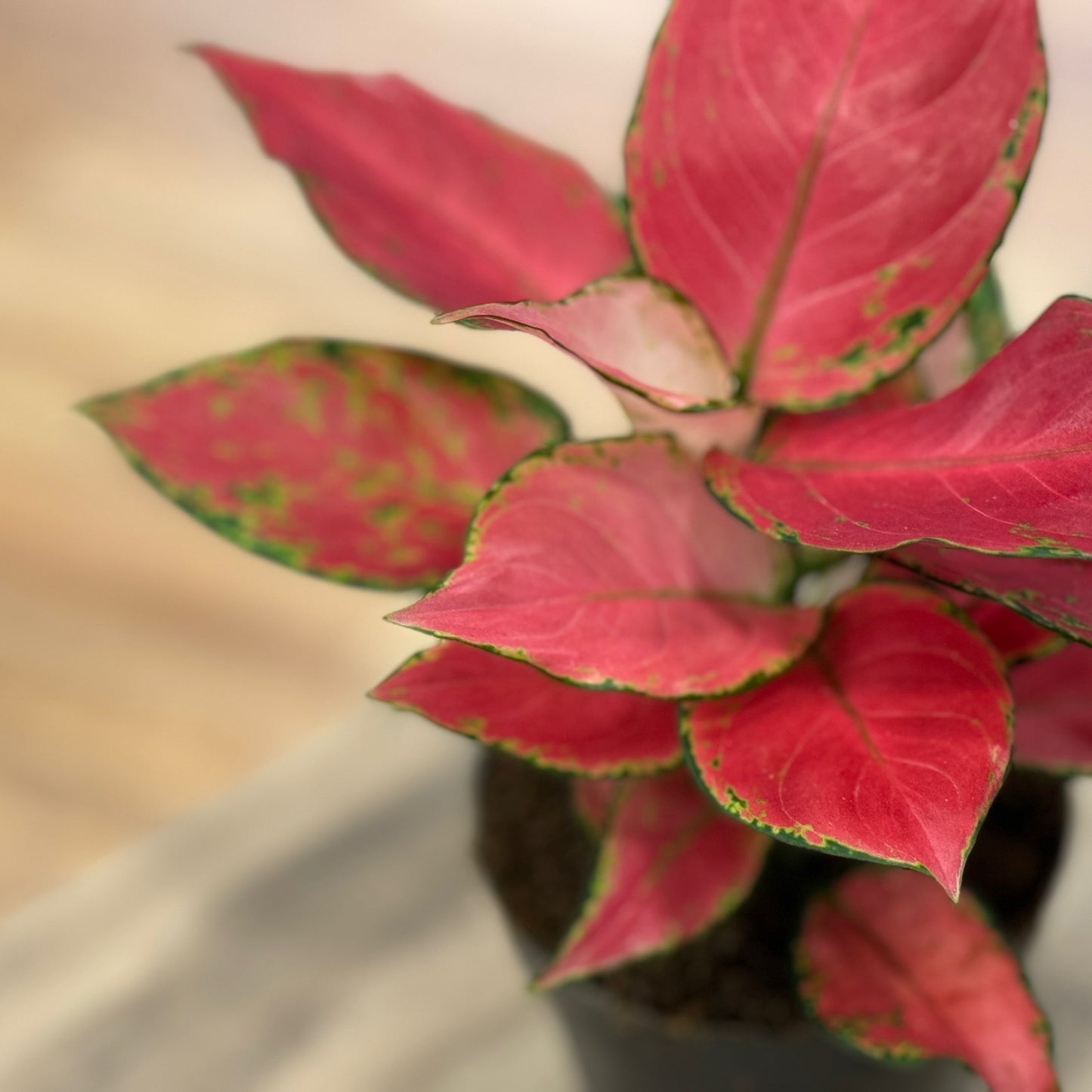 Aglaonema 'Red Joy' | Kolbenfaden