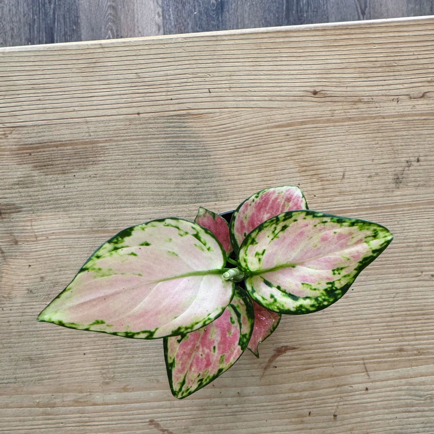 Aglaonema 'Red Valentine' | Kolbenfaden