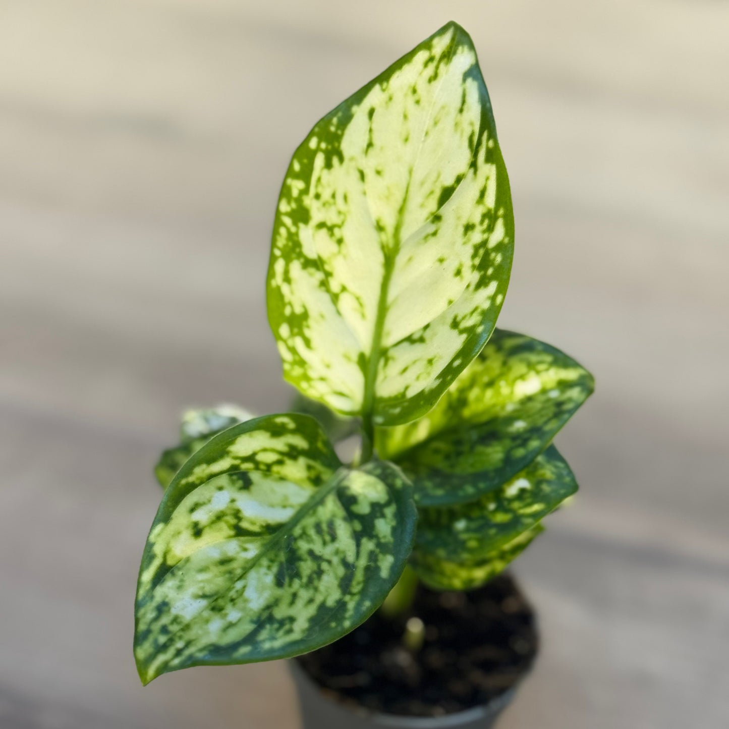 Aglaonema 'Snowflake' | Kolbenfaden