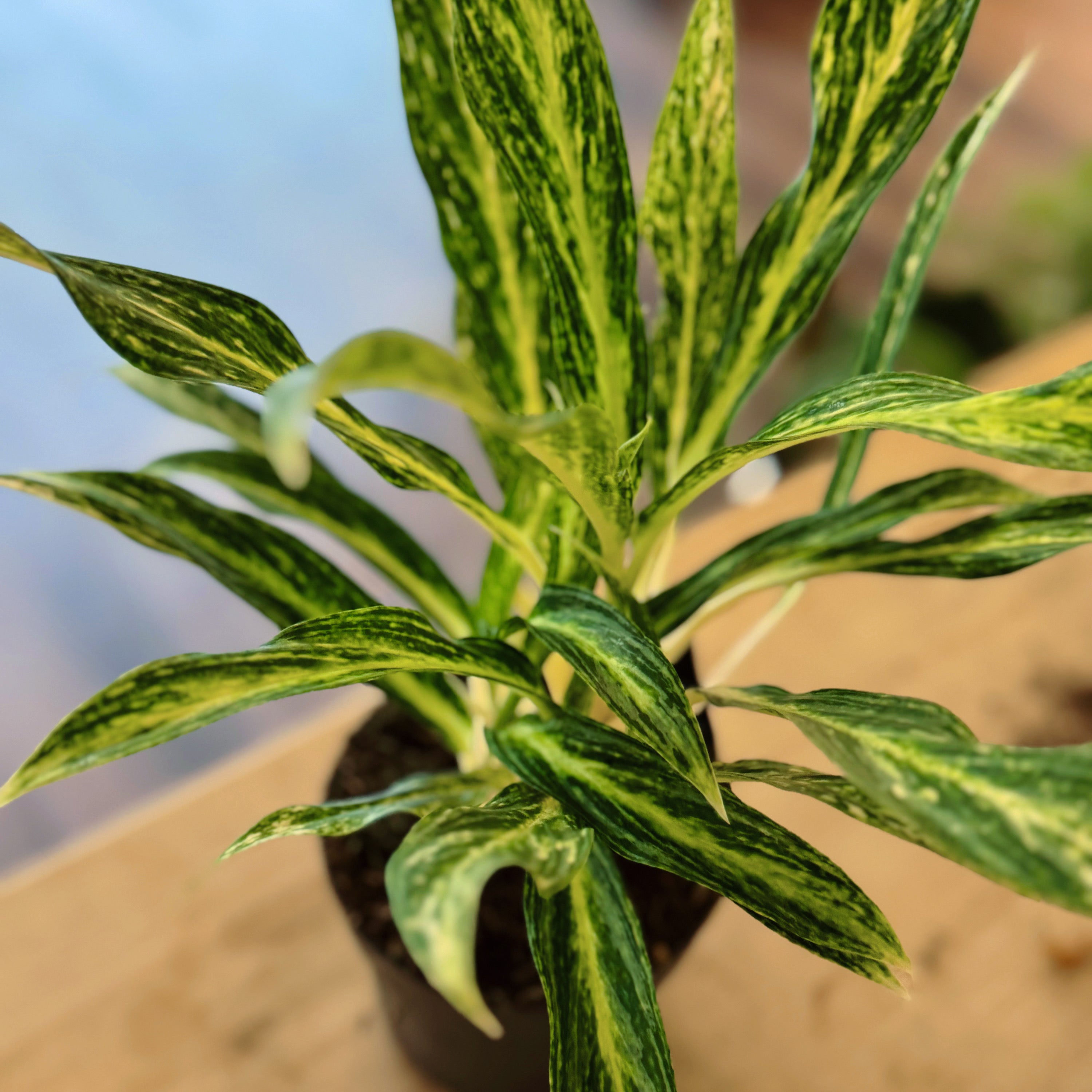 Aglaonema 'Sunray Green'
