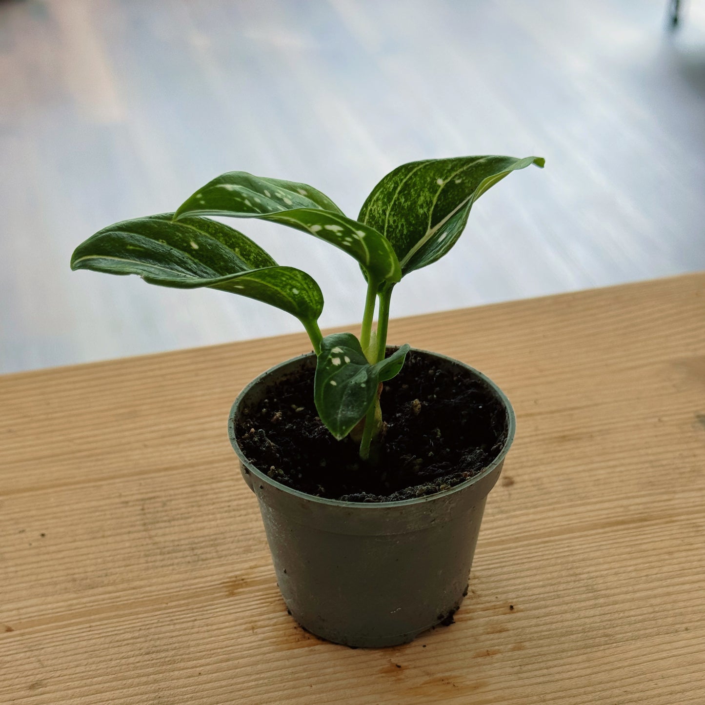 Aglaonema 'Tom's Pride' | Kolbenfaden