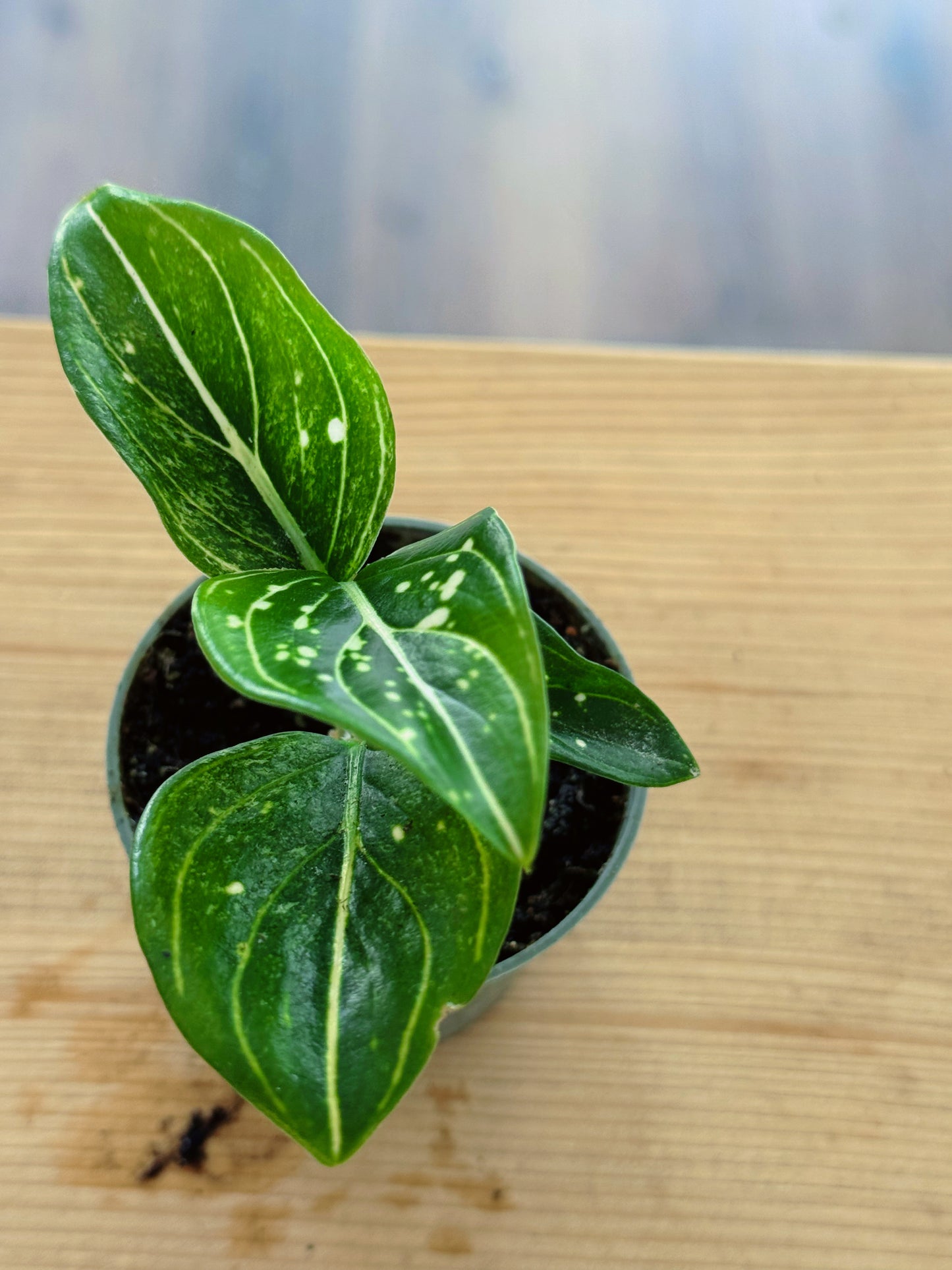 Aglaonema 'Tom's Pride' | Kolbenfaden
