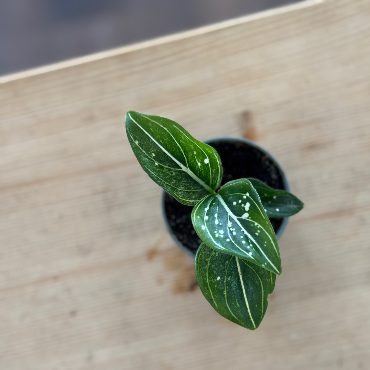 Aglaonema 'Tom's Pride' | Kolbenfaden