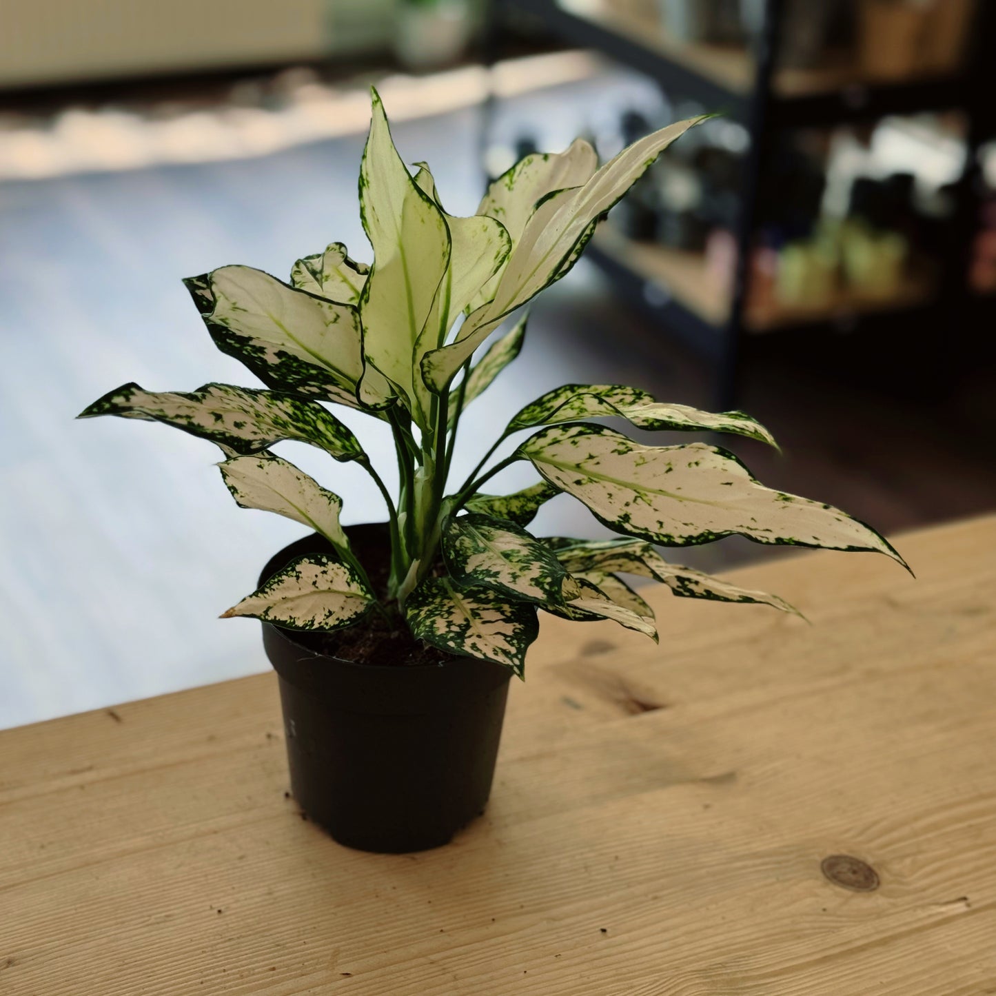 Aglaonema 'Vanilla Baby' | Kolbenfaden