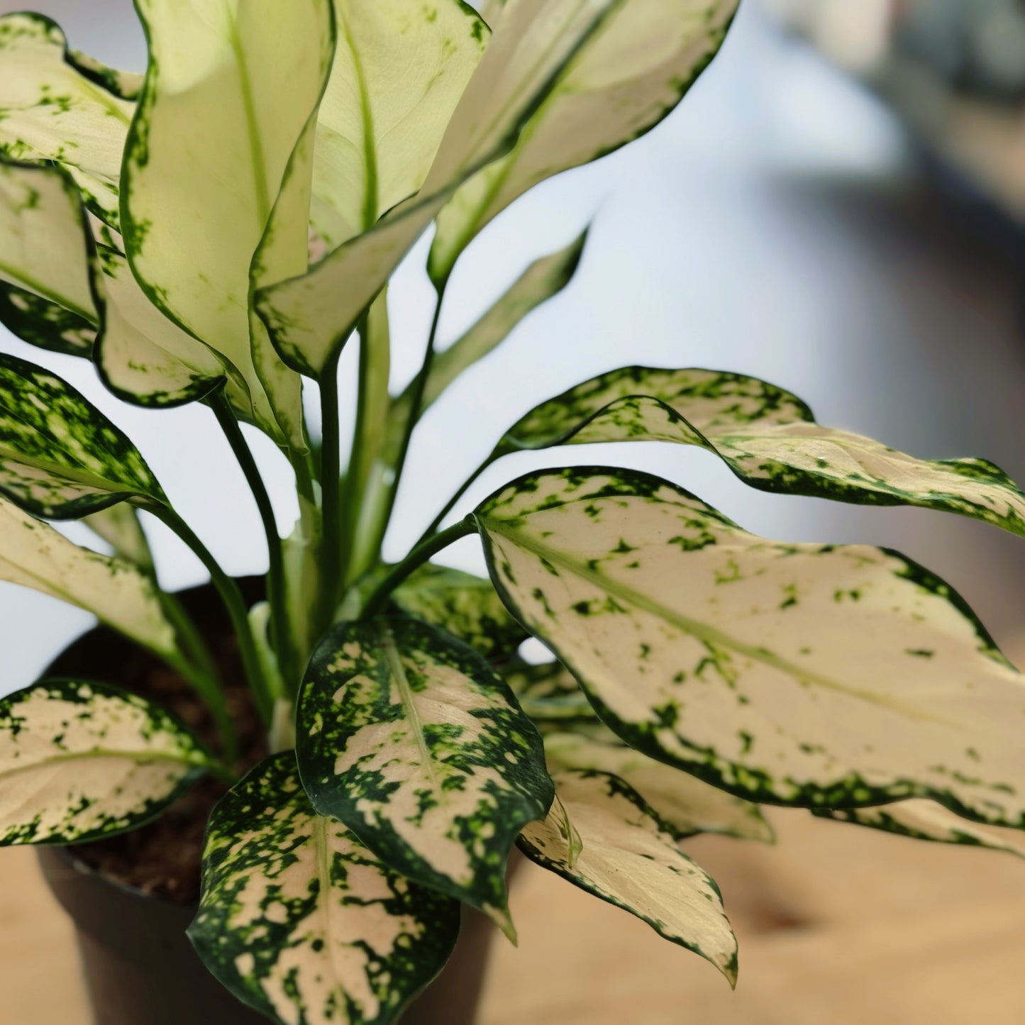 Aglaonema 'Vanilla Baby' | Kolbenfaden