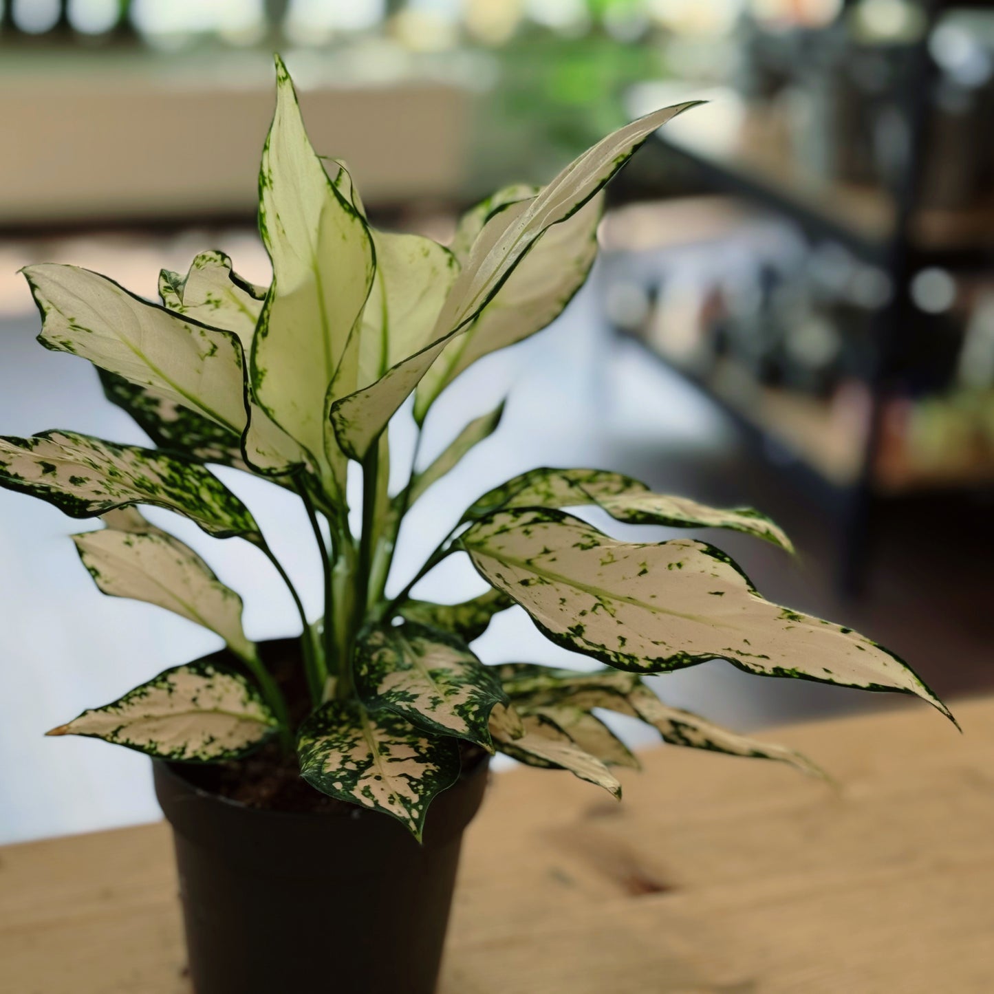 Aglaonema 'Vanilla Baby' | Kolbenfaden
