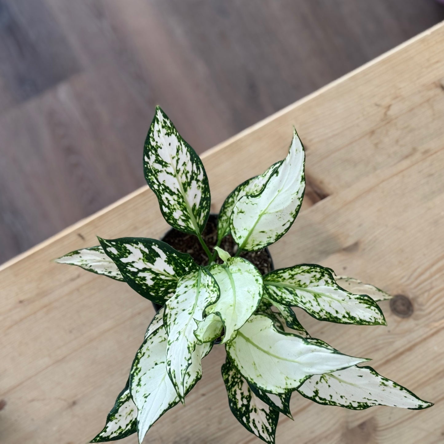Aglaonema 'Vanilla Baby' | Kolbenfaden