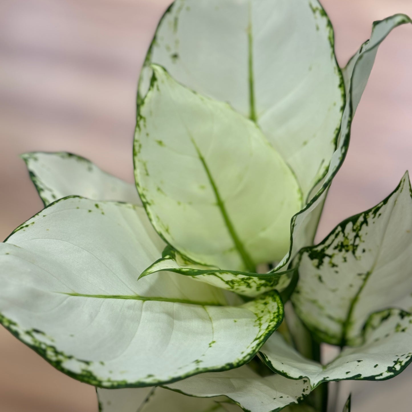 Aglaonema 'White Joy' | Kolbenfaden