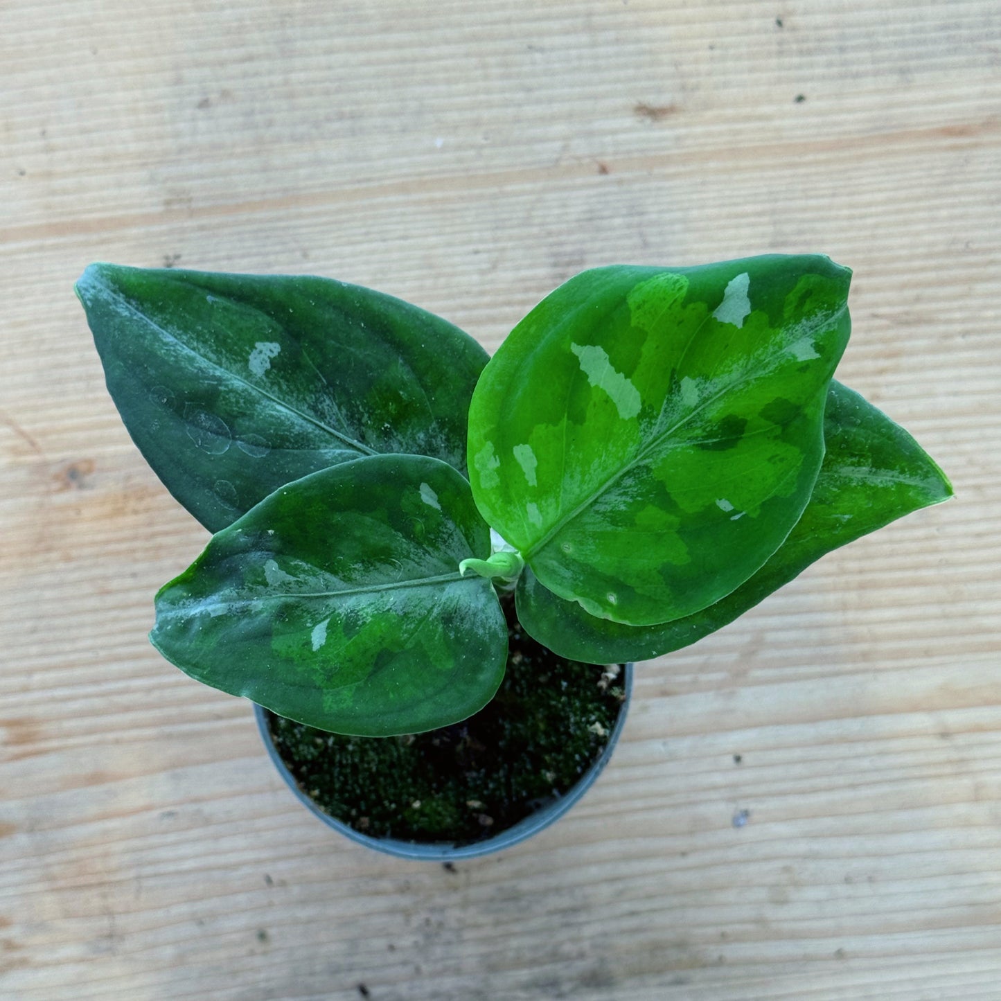 Aglaonema pictum 'Tricolor' | Kolbenfaden
