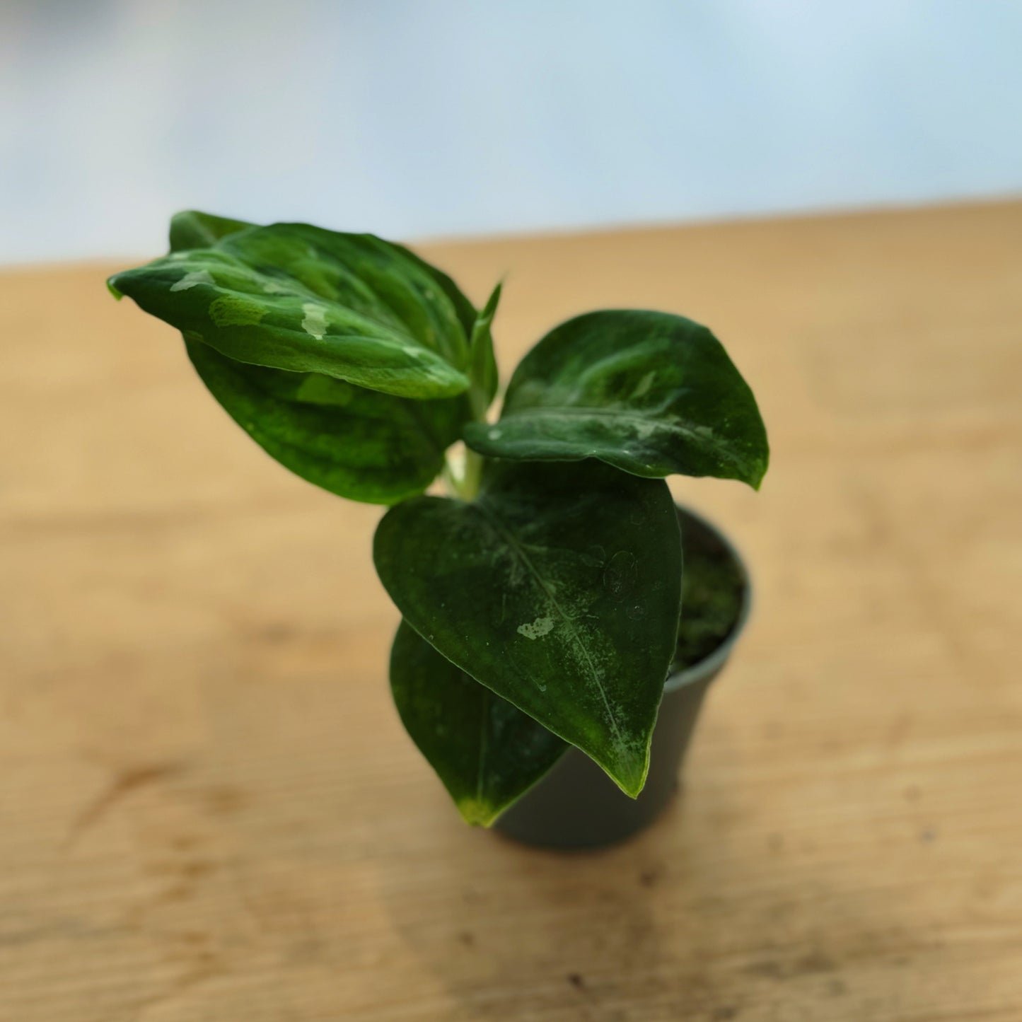 Aglaonema pictum 'Tricolor' | Kolbenfaden