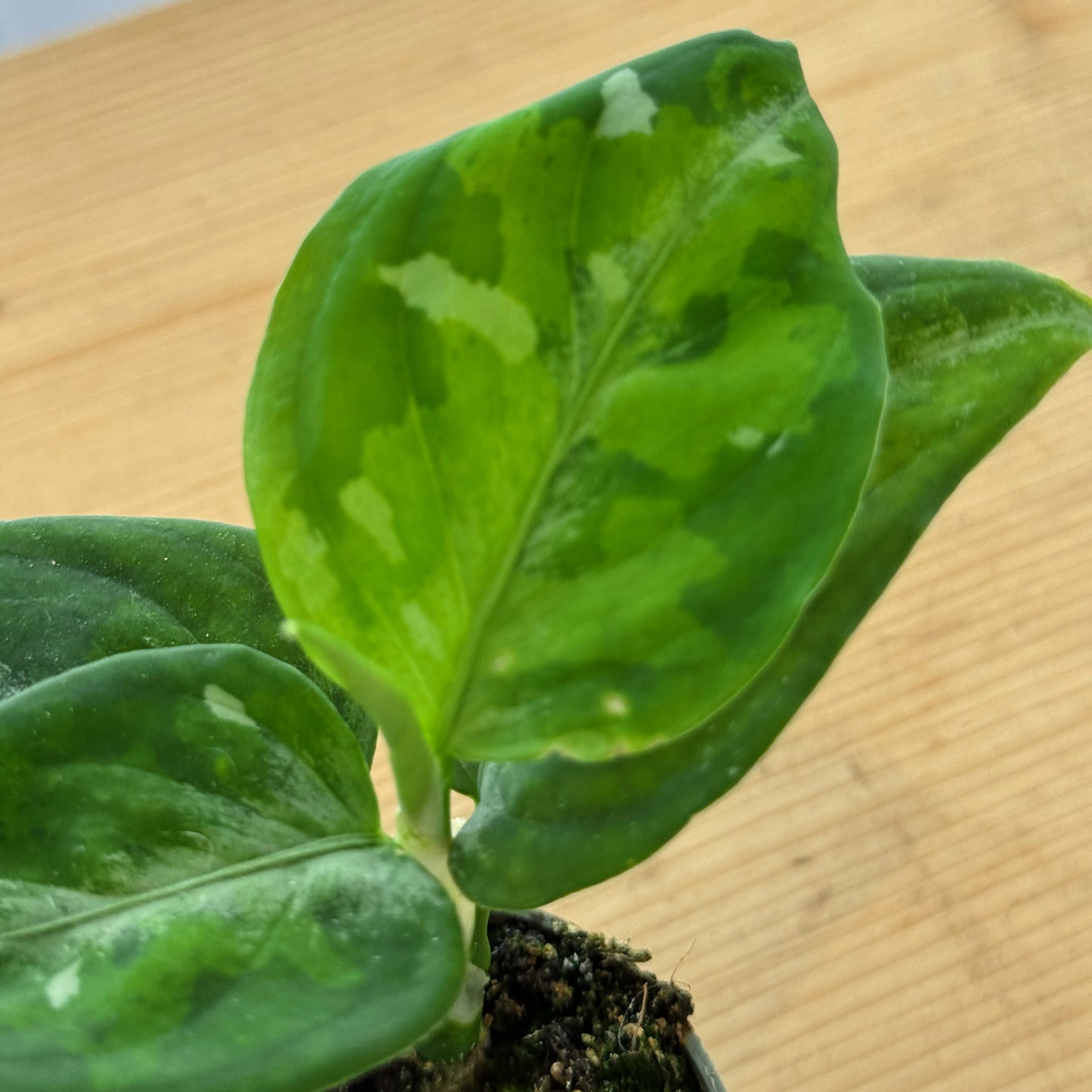 Aglaonema pictum 'Tricolor' | Kolbenfaden