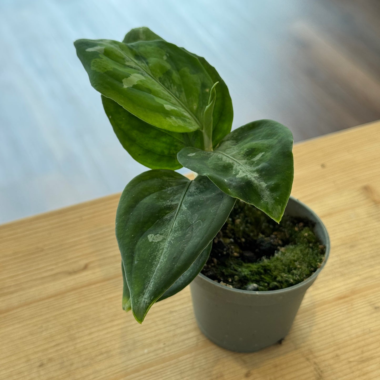 Aglaonema pictum 'Tricolor' | Kolbenfaden