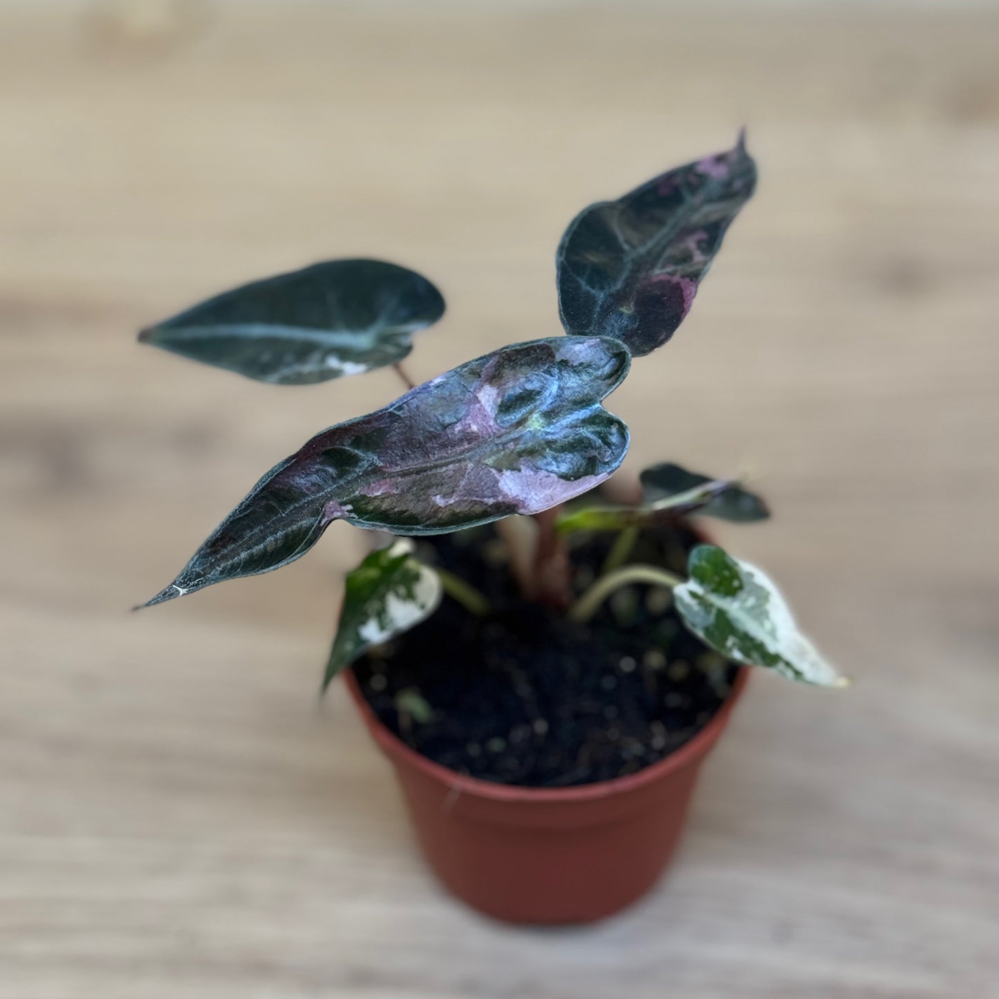 Alocasia ‘Bambino Variegata’ | Variegierte Zwerg-Alokasie | Alokasie | Pfeilblatt | Tropenwurz