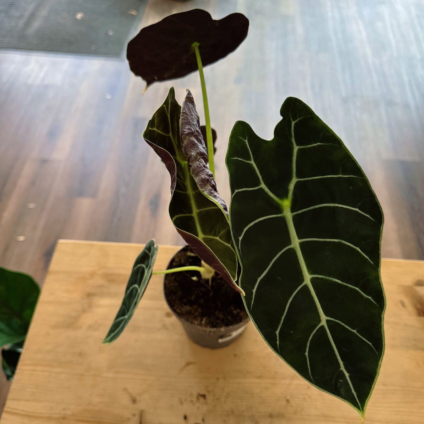 Alocasia 'Pride of Curup' | Pfeilblatt | Tropenwurz