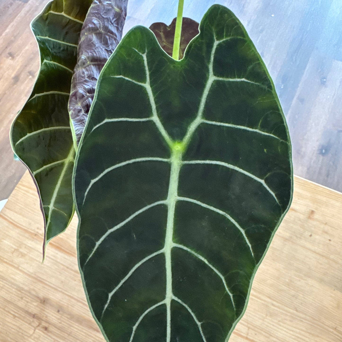 Alocasia 'Pride of Curup' | Pfeilblatt | Tropenwurz