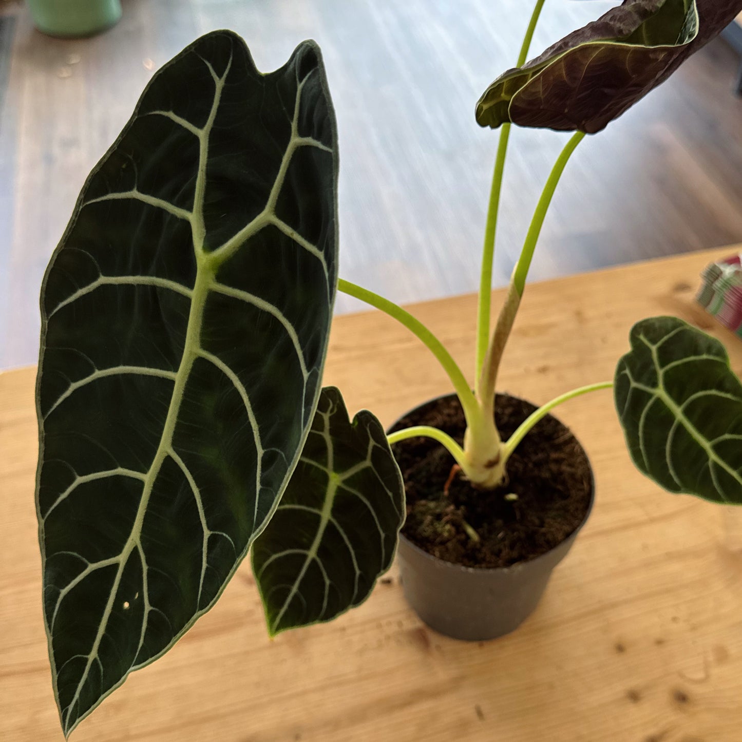 Alocasia 'Pride of Curup' | Pfeilblatt | Tropenwurz