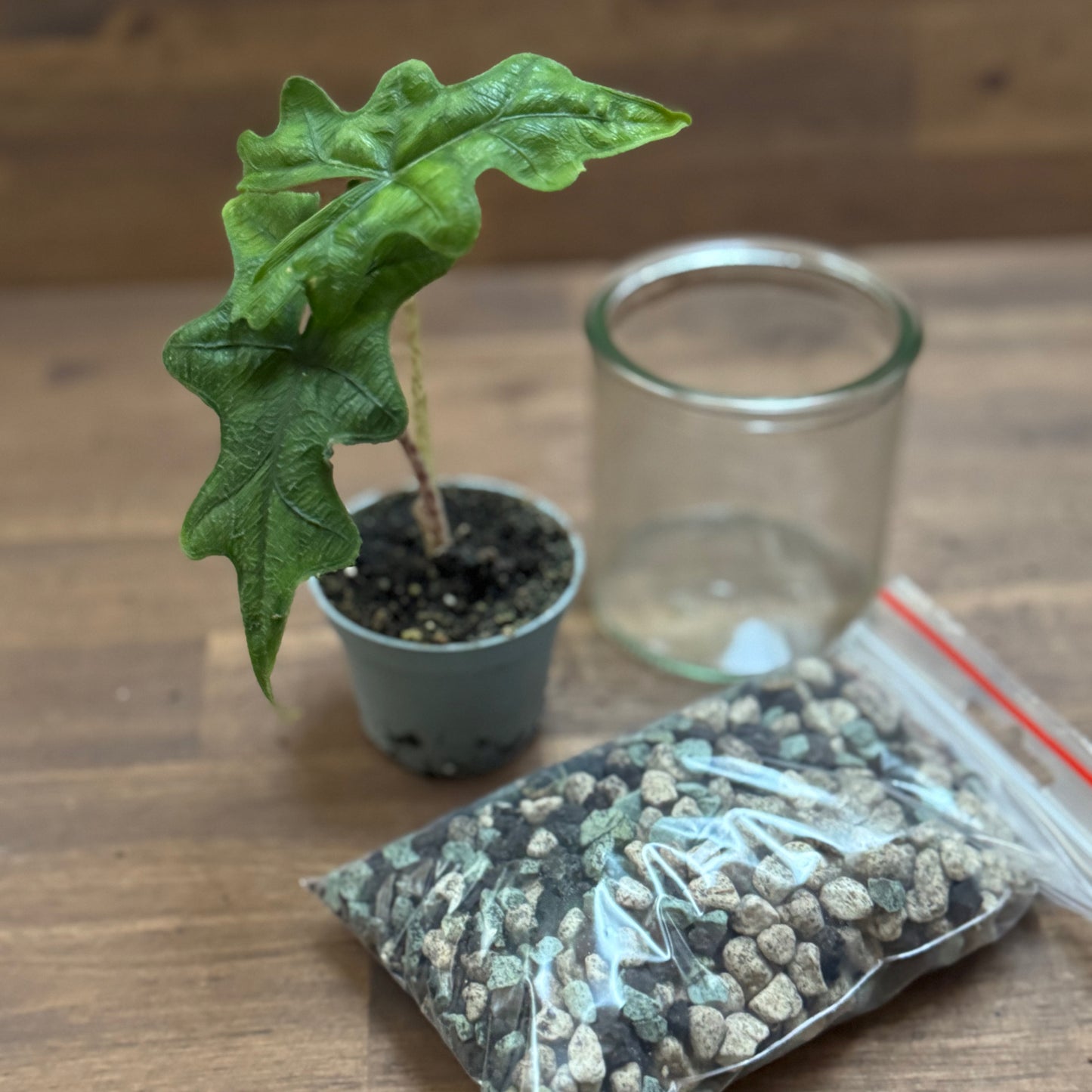Alocasia Starter Set | Glas + Substrat + Pflanze