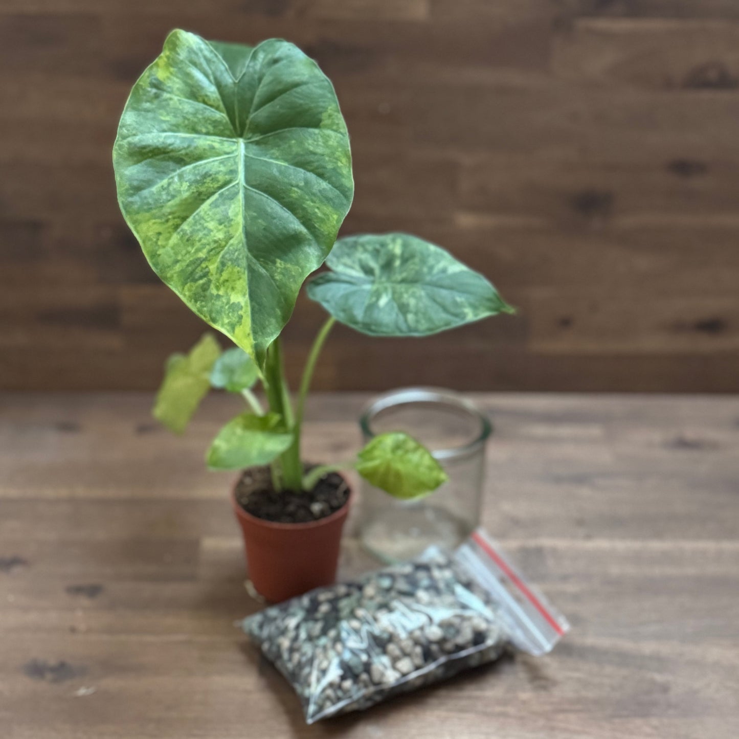 Alocasia Starter Set | Glas + Substrat + Pflanze