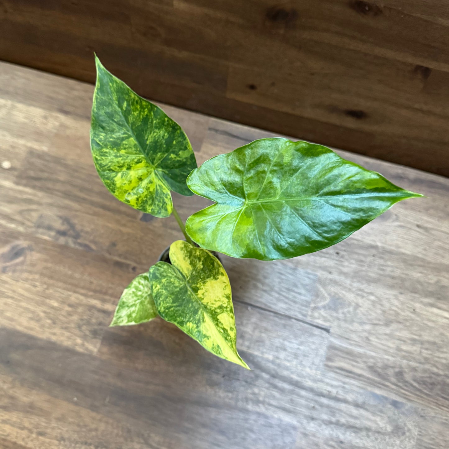 Alocasia odora ‘Variegata’ | Pfeilblatt | Tropenwurz