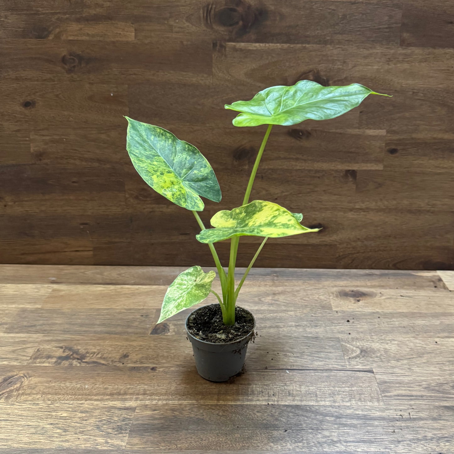 Alocasia odora ‘Variegata’ | Pfeilblatt | Tropenwurz