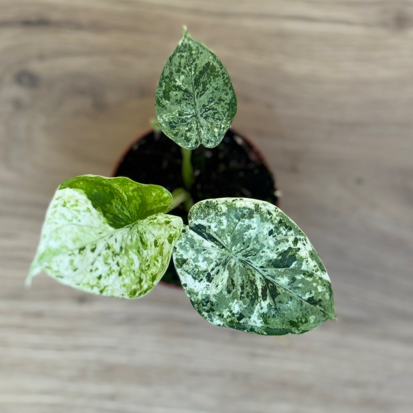 Alocasia baginda 'Dragon Scale Mint' | Alokasie | Pfeilblatt | Tropenwurz