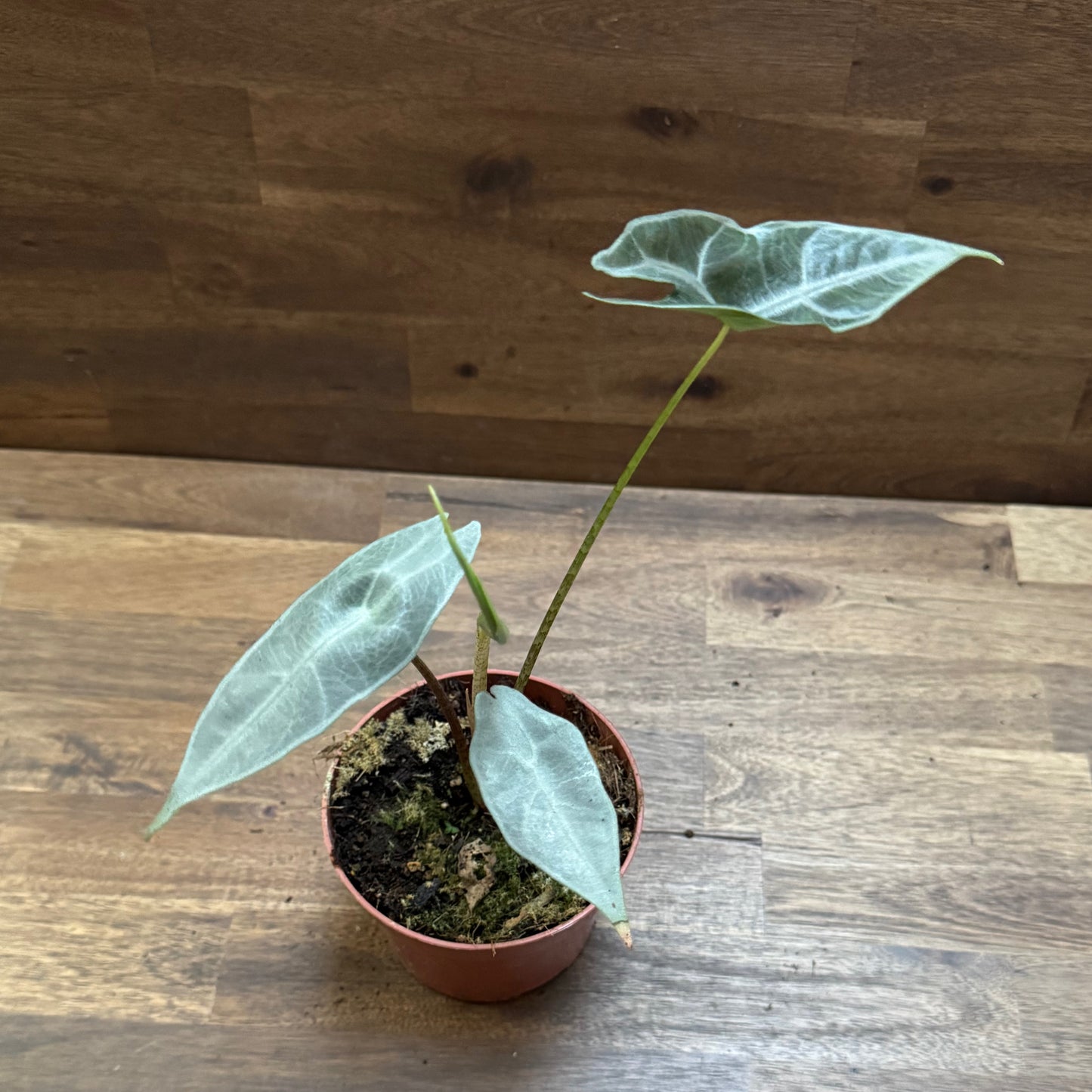 Alocasia longiloba 'Silver' | Pfeilblatt | Tropenwurz