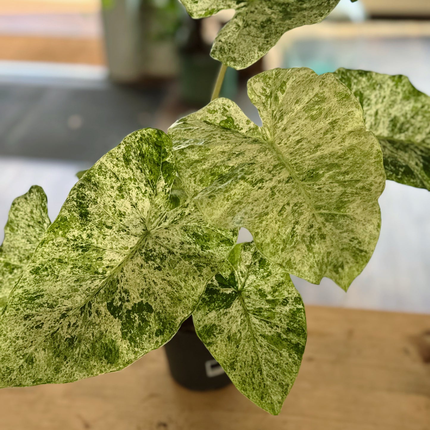 Alocasia macrorrhiza ‘Splash‘ | Pfeilblatt | Tropenwurz