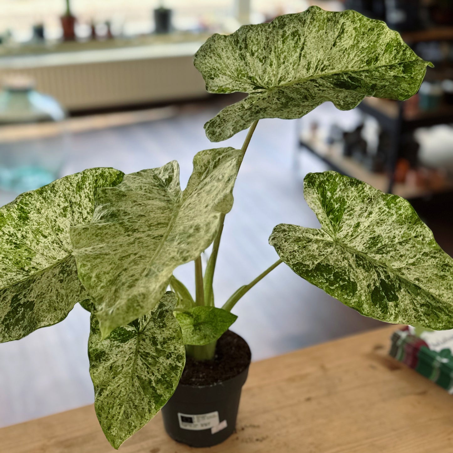 Alocasia macrorrhiza ‘Splash‘ | Pfeilblatt | Tropenwurz