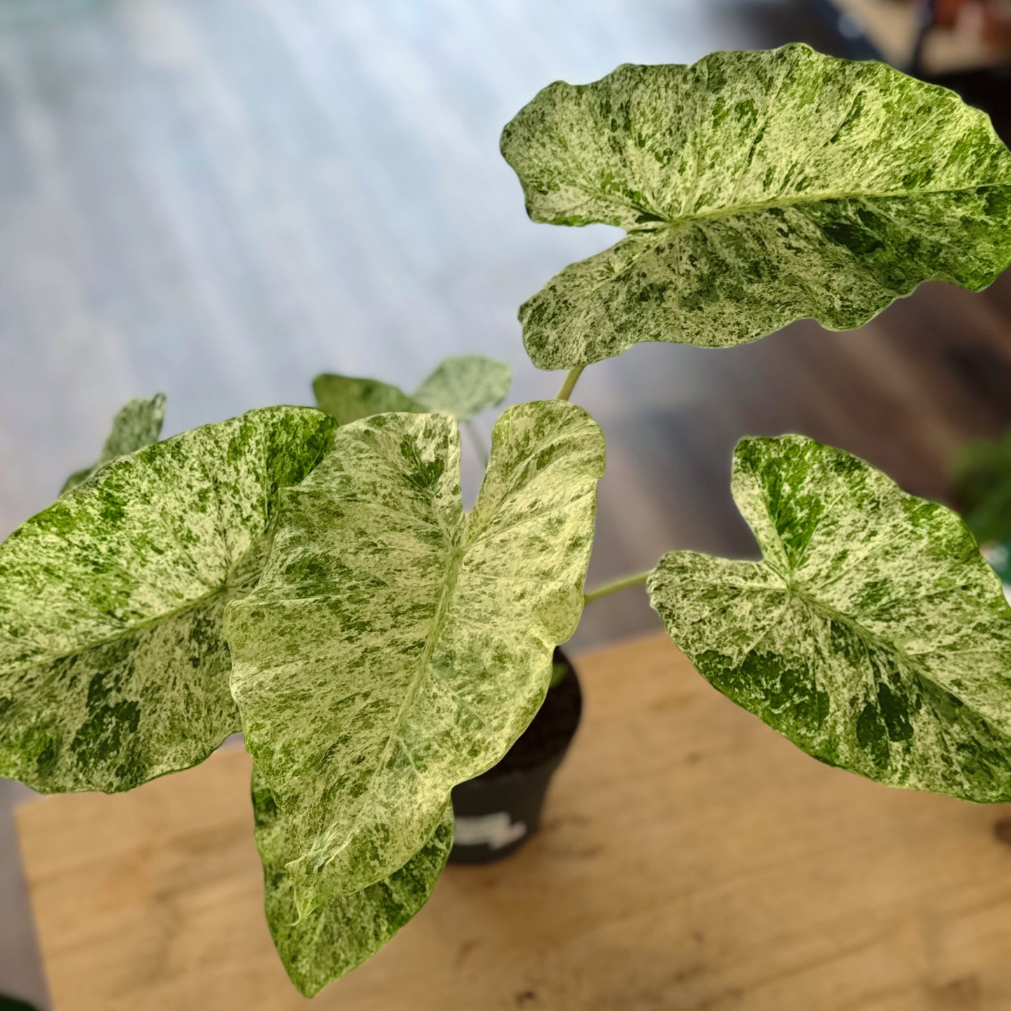 Alocasia macrorrhiza ‘Splash‘ | Pfeilblatt | Tropenwurz