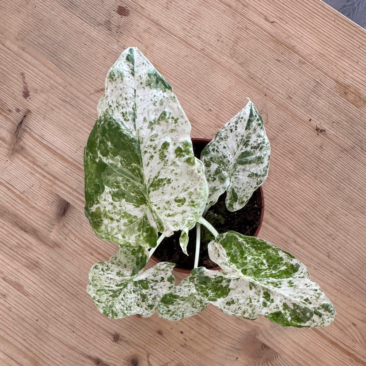 Alocasia macrorrhiza ‘Splash‘ | Pfeilblatt | Tropenwurz