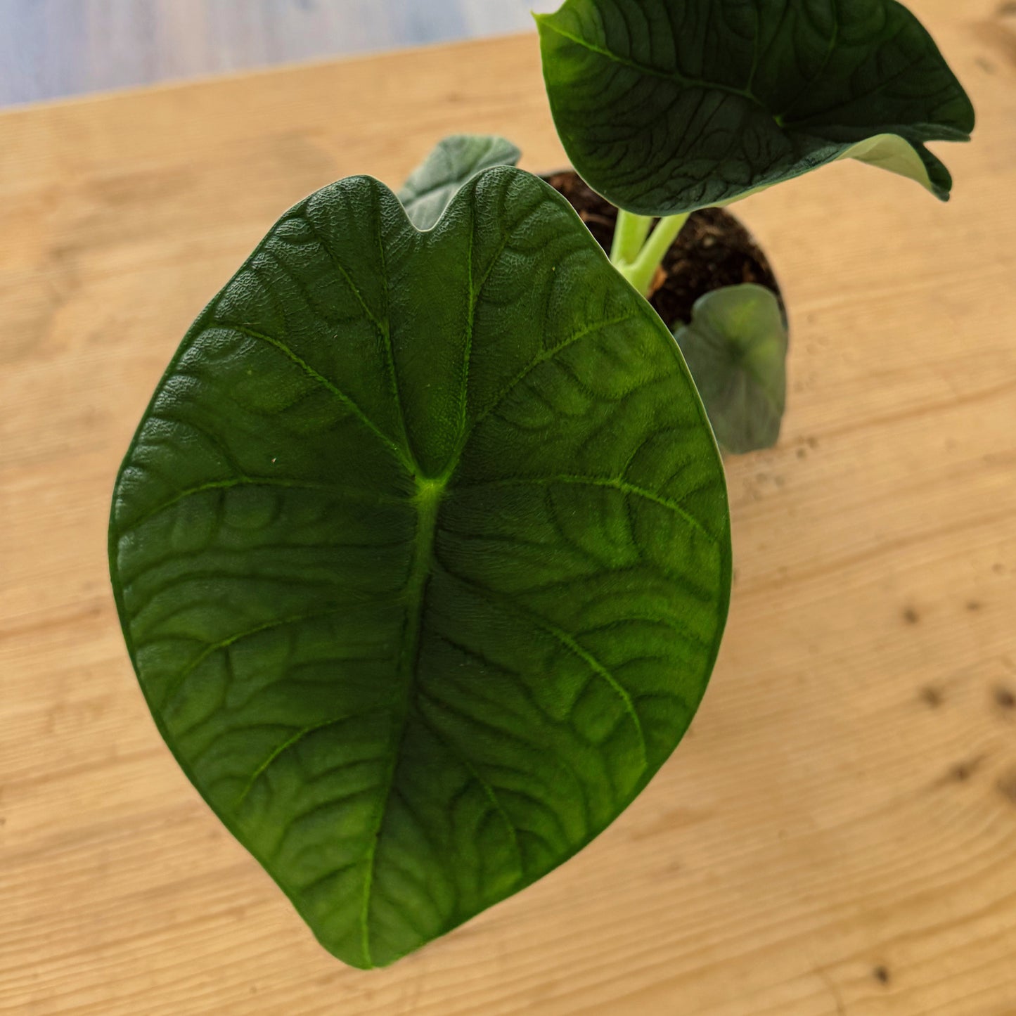 Alocasia melo | Pfeilblatt | Tropenwurz