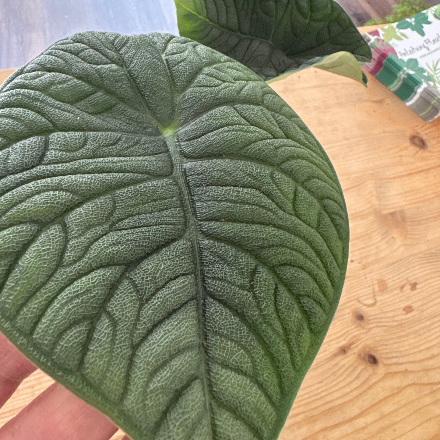 Alocasia melo | Pfeilblatt | Tropenwurz