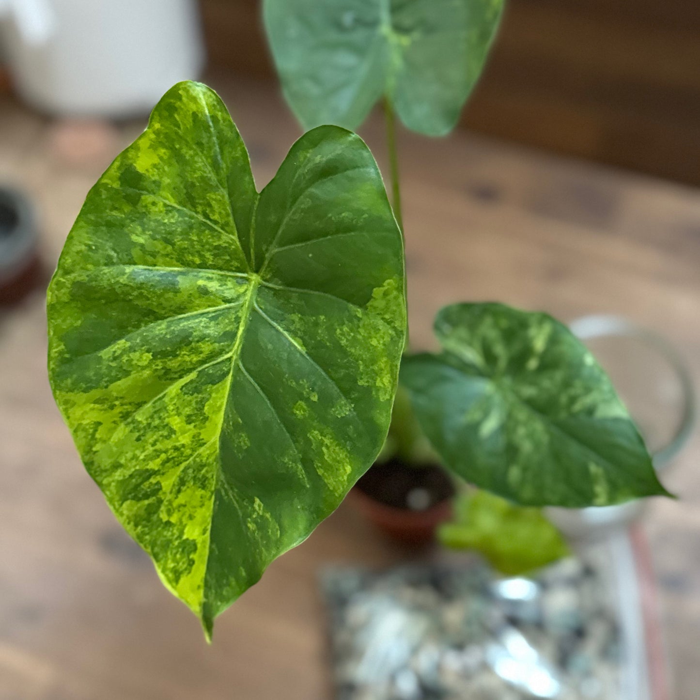 Alocasia odora ‘Variegata’ | Pfeilblatt | Tropenwurz