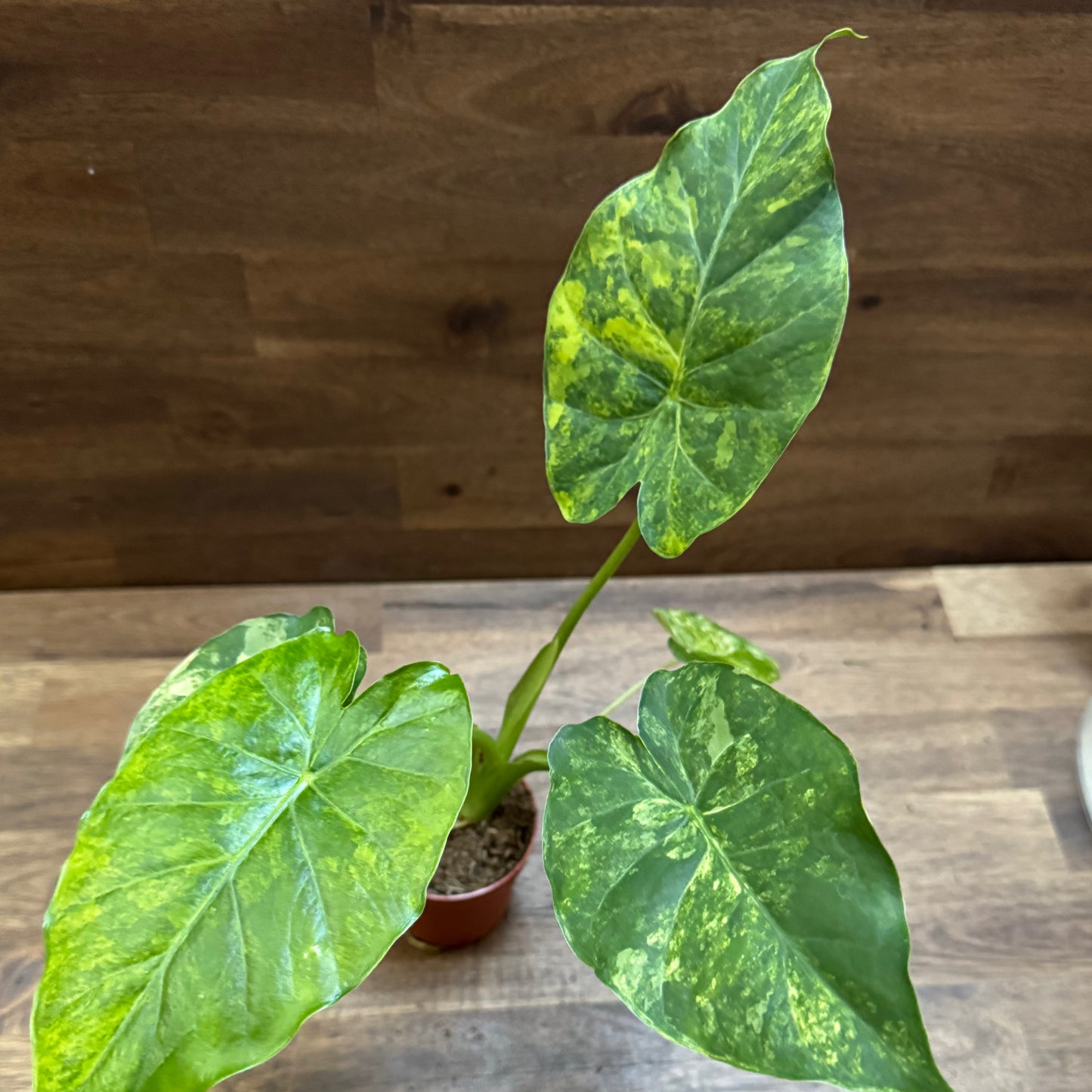 Alocasia odora ‘Variegata’ | Pfeilblatt | Tropenwurz