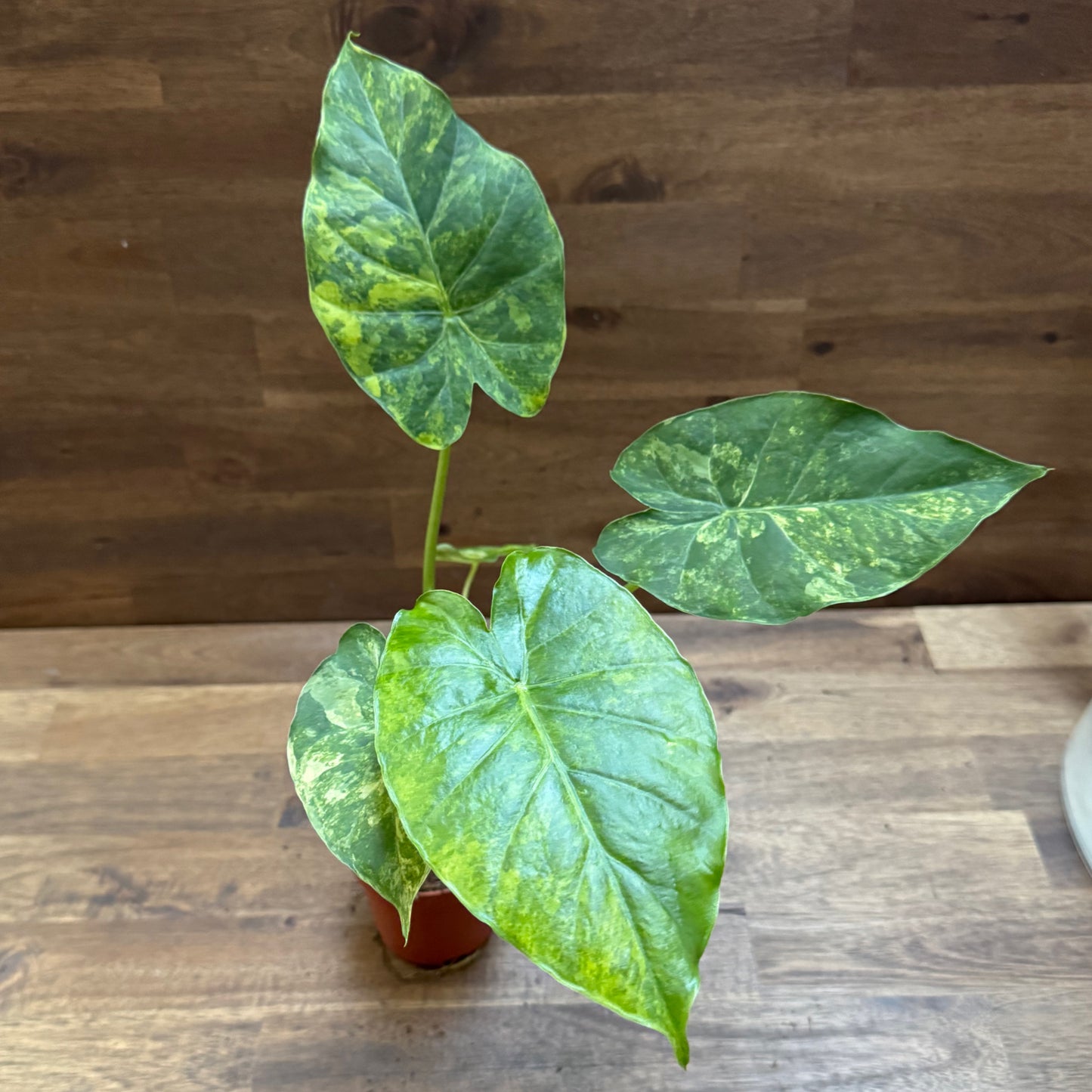 Alocasia odora ‘Variegata’ | Pfeilblatt | Tropenwurz