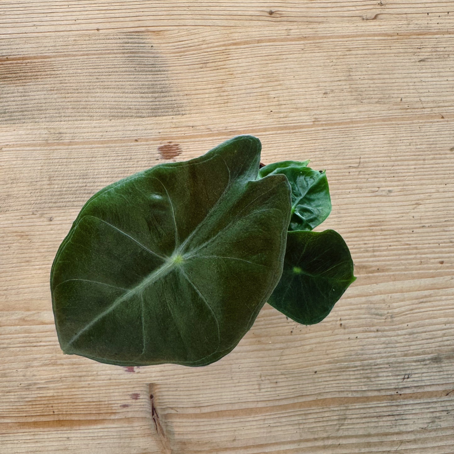 Alocasia x longiloba ‘Pink Dragon‘ | Pfeilblatt | Tropenwurz