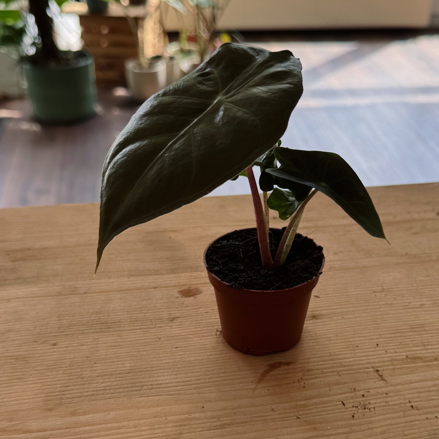 Alocasia x longiloba ‘Pink Dragon‘ | Pfeilblatt | Tropenwurz